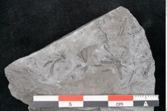 Foto (Detailansicht) von Asterophyllites sp.  (NHMW-GEO-2024-0188-10992)